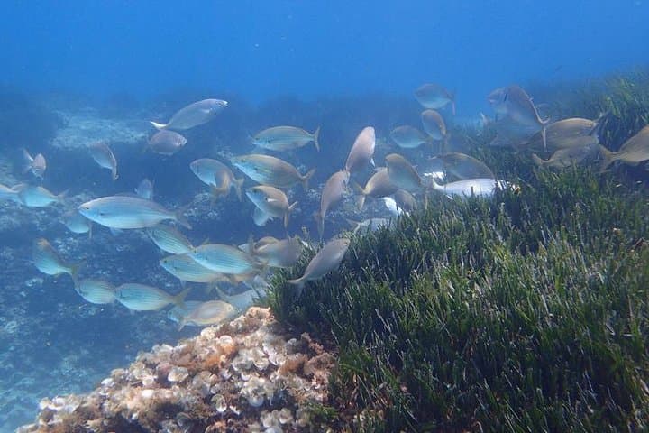 Mallorca: Snorkeling in a Beautiful Nature Reserve gallery photo 5