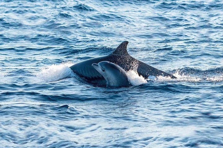 Experience a Sunrise with Dolphins in Mallorca