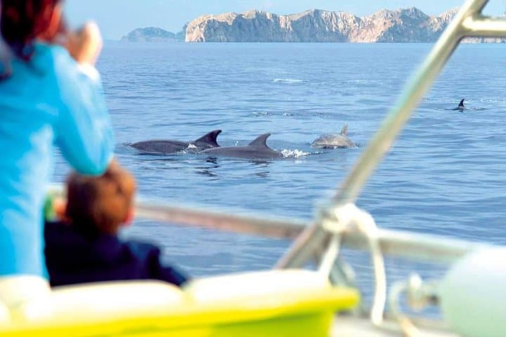 Experience a Sunrise with Dolphins gallery photo 5