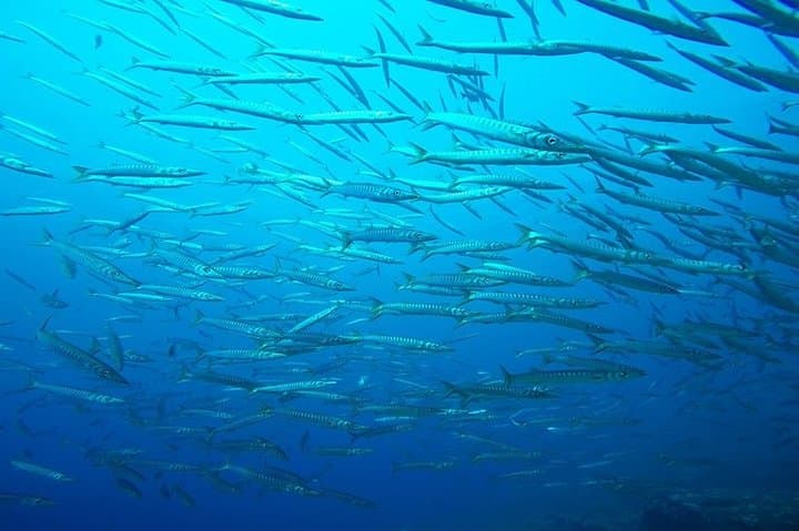 Discover Scuba Diving from the Boot - XL version in Mallorca