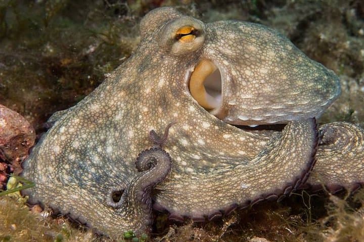 Discover Scuba Diving from the Boot - XL version in Mallorca