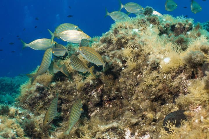 Discover Scuba Diving from the Boot - XL version gallery photo 4