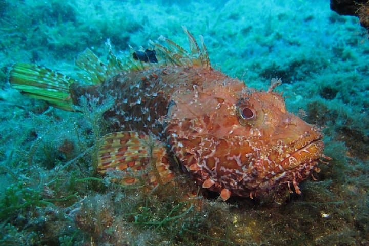 Discover Scuba Diving from the Boot - XL version photo highlight 6