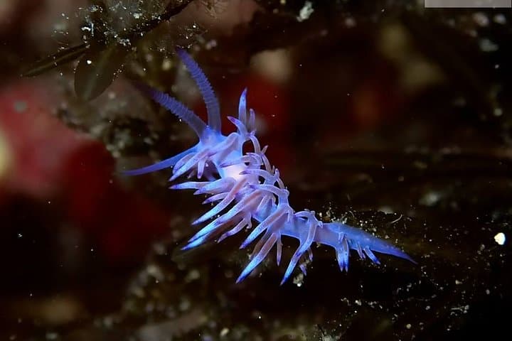 Discover Scuba Diving from the Boot - XL version photo highlight 7
