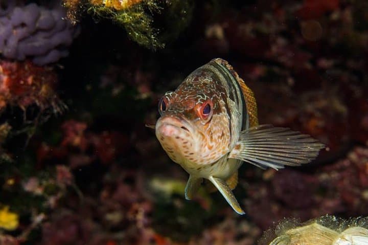 Discover Scuba Diving from the Boot - XL version photo highlight 8