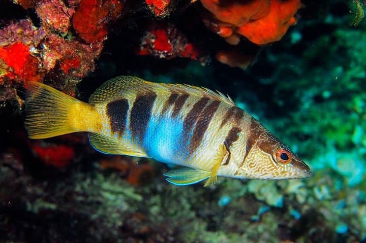 Corso Open Water Diver + servizio fotografico subacqueo in Maiorca