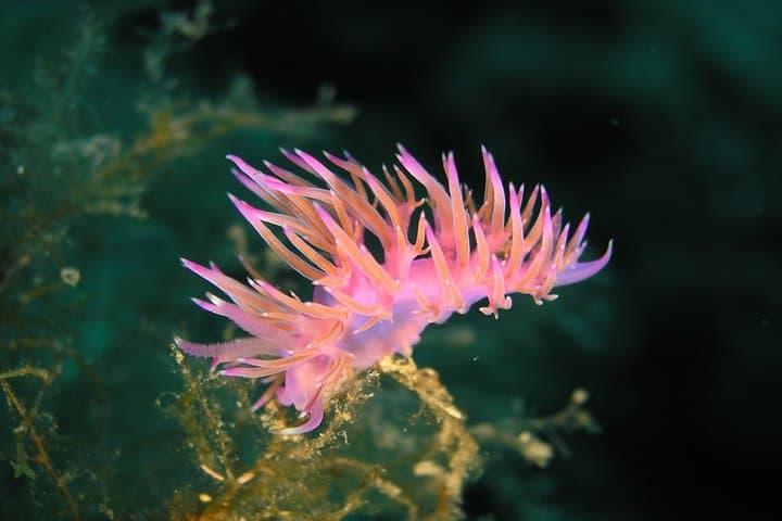 Open Water Diver course + underwater photo shooting photo highlight 6