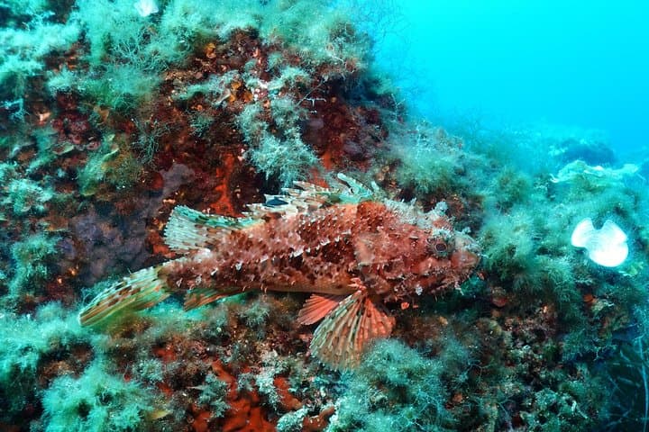 Open Water Diver course + underwater photo shooting photo highlight 7