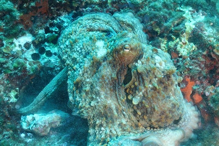 Open Water Diver course + underwater photo shooting photo highlight 8