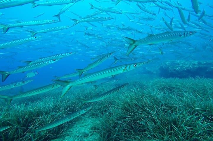 Open Water Diver course + underwater photo shooting photo highlight 10