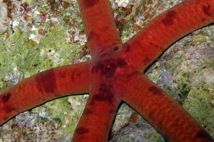 Open Water Diver course + underwater photo shooting photo highlight 11