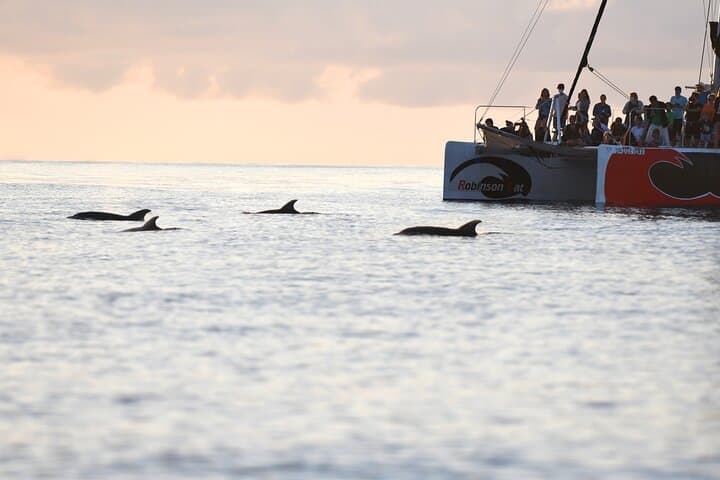 Mallorca Catamaran with Dolphin Watching and breakfast photo highlight 2
