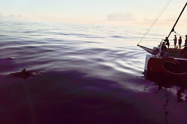 Mallorca Catamaran with Dolphin Watching and breakfast photo highlight 5