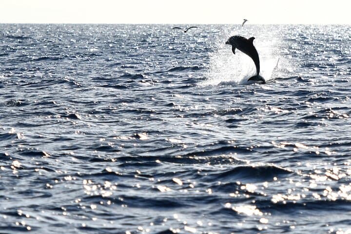 Mallorca Catamaran with Dolphin Watching and breakfast photo highlight 9