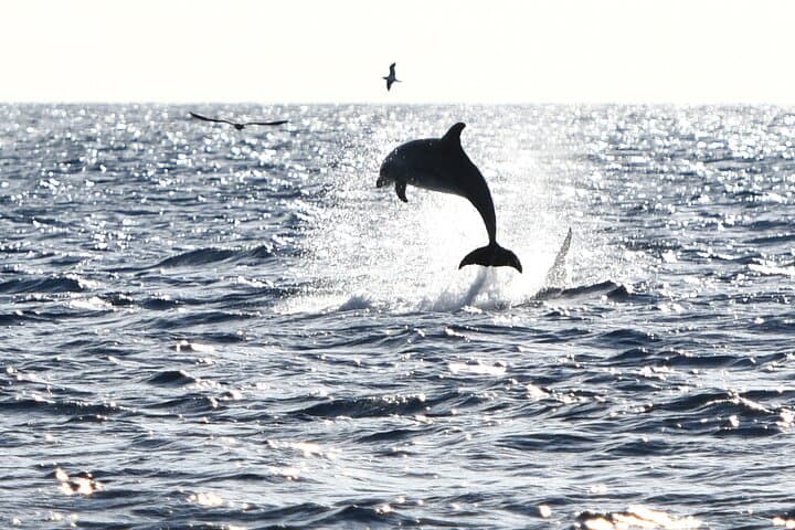 Mallorca Catamaran with Dolphin Watching and breakfast photo highlight 10