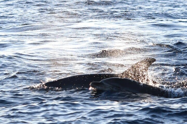 Mallorca Catamaran with Dolphin Watching and breakfast photo highlight 13