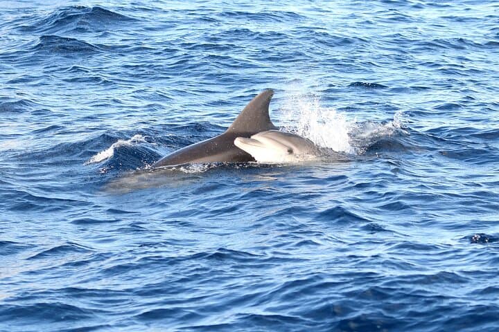 Mallorca Catamaran with Dolphin Watching and breakfast photo highlight 15