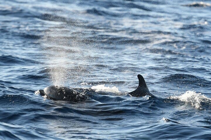Mallorca Catamaran with Dolphin Watching and breakfast photo highlight 16