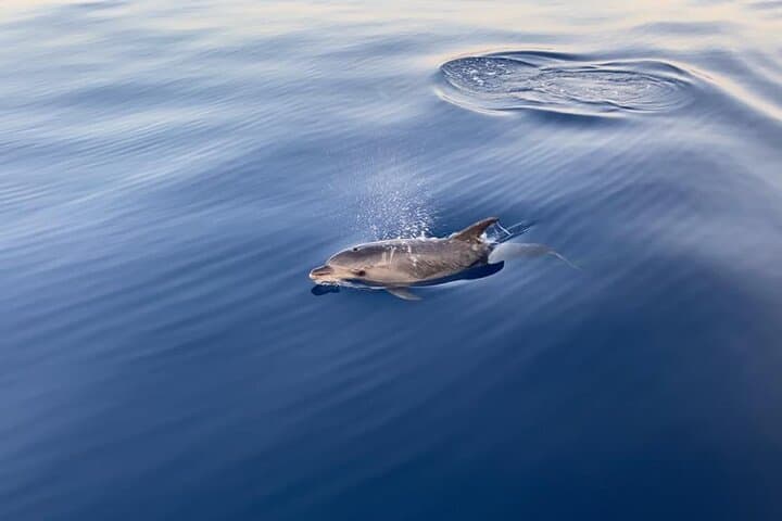 3-Hour Small-Group Dolphin Cruise in Cala Ratjada in Mallorca