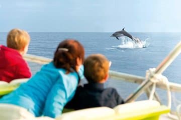 Experience a Sunrise with Dolphins in destination