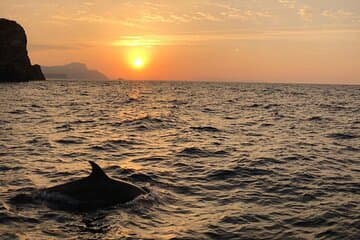 3-Hour Small-Group Dolphin Cruise in Cala Ratjada in destination